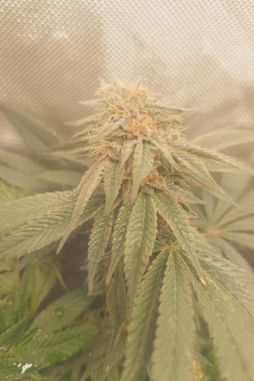 Zamnesia 🙏. Week 16