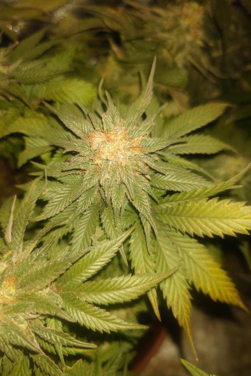 Zamnesia 🙏. Week 17