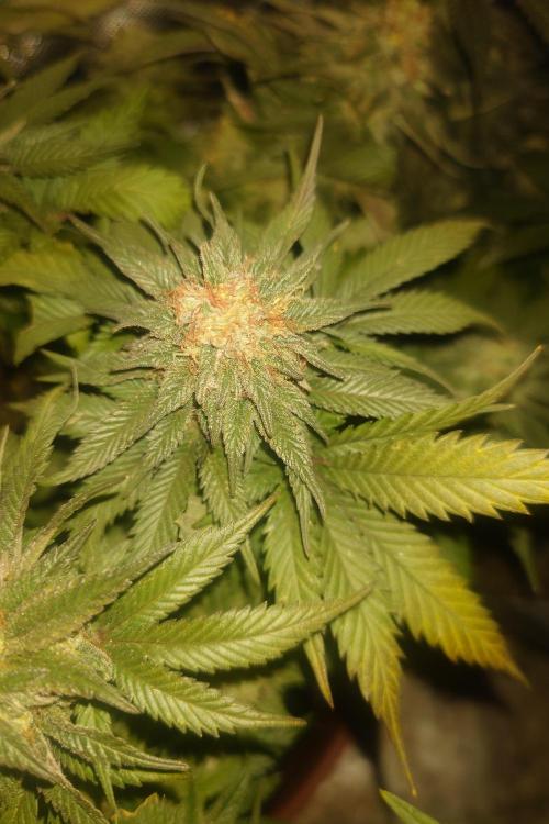 Zamnesia 🙏. Week 17