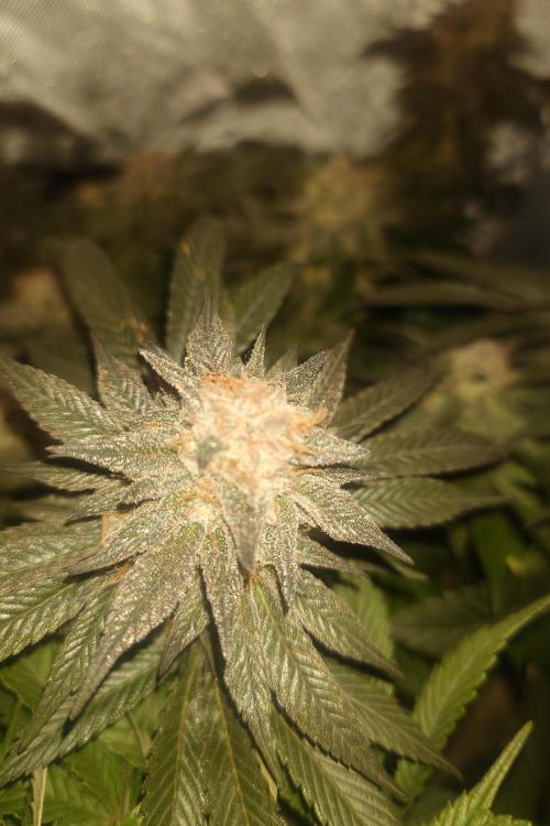 Zamnesia 🙏. Week 17