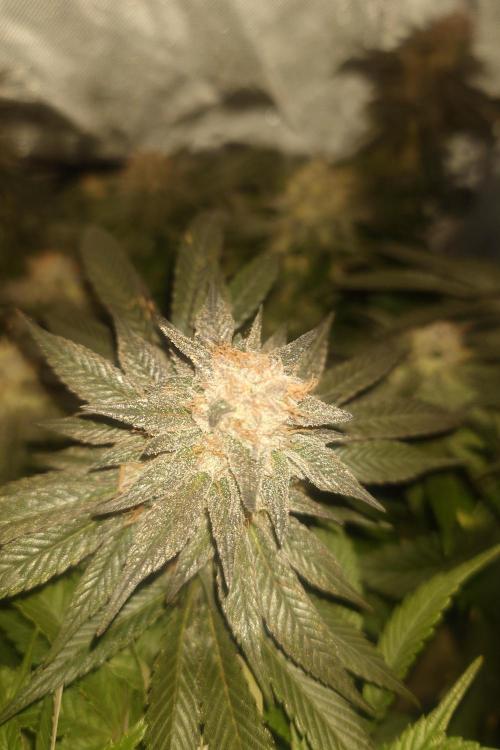 Zamnesia 🙏. Week 17 - 19.3