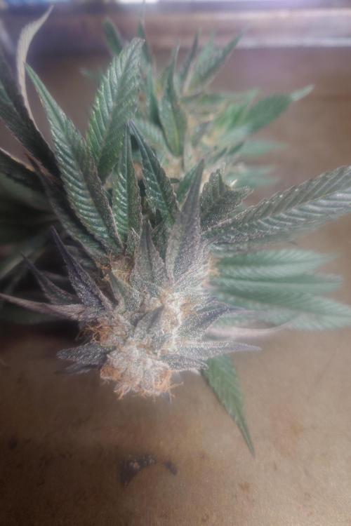 Zamnesia 🙏. Week 17