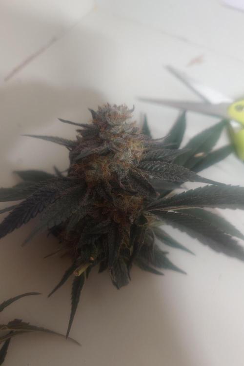 Zamnesia 🙏. Week 17