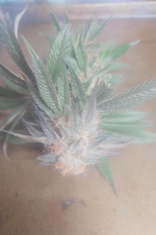 Zamnesia 🙏. Week 17