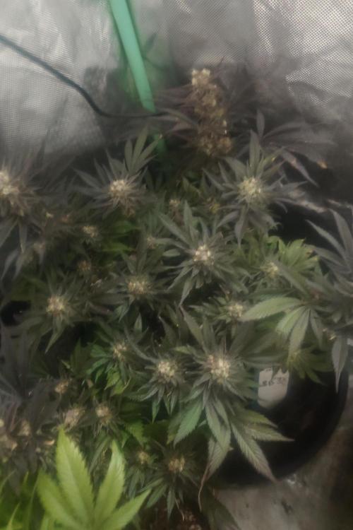 Zamnesia 🙏. Week 17