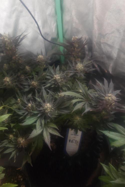 Zamnesia 🙏. Week 17