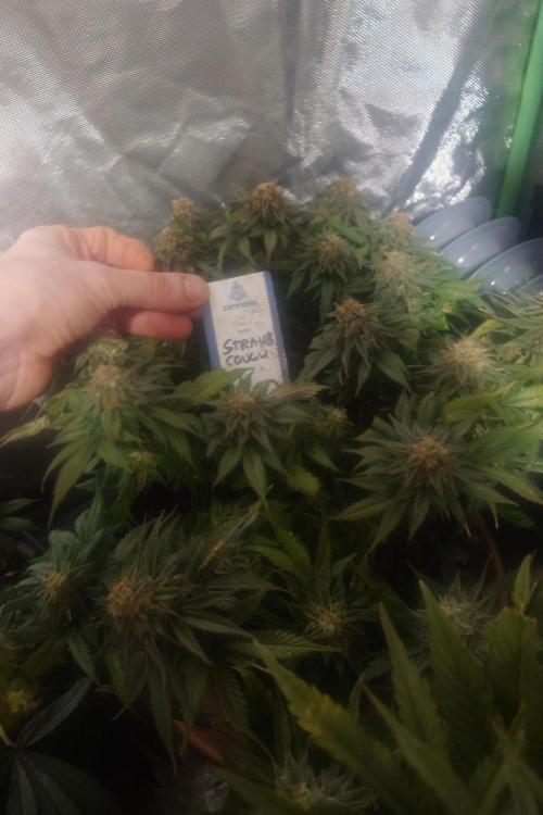 Zamnesia 🙏. Week 17