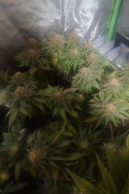 Zamnesia 🙏. Week 17