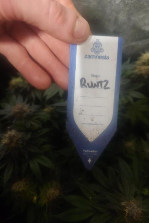 Zamnesia 🙏. Week 17
