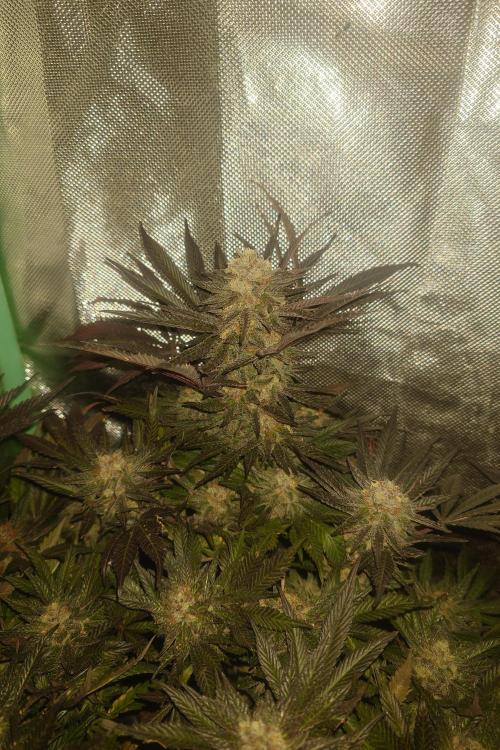 Zamnesia 🙏. Week 18
