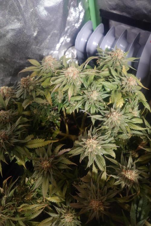 Zamnesia 🙏. Week 18