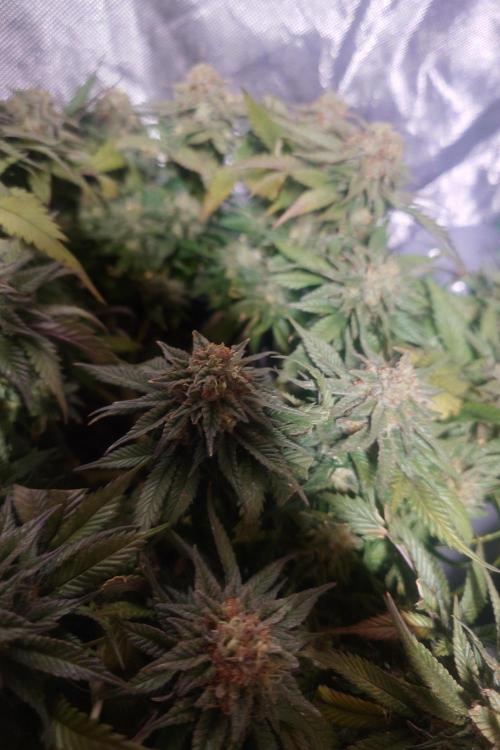 Zamnesia 🙏. Week 18