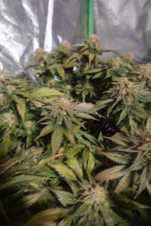 Zamnesia 🙏. Week 18