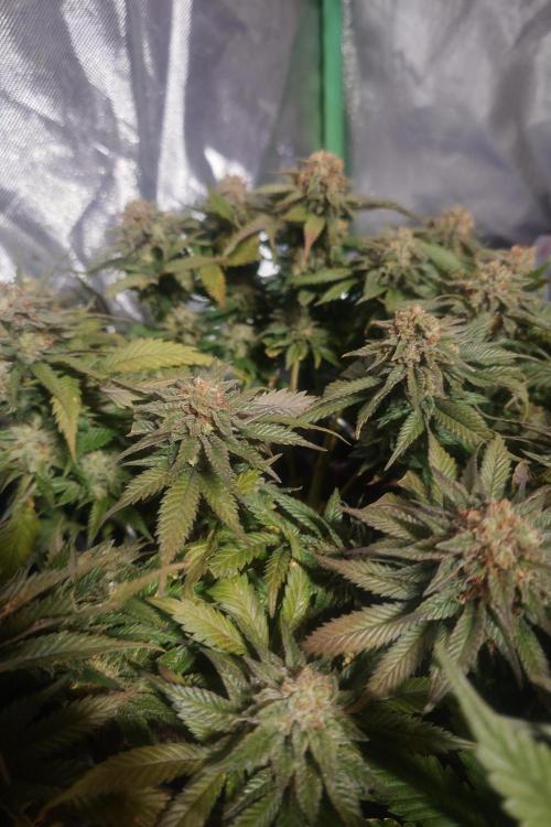 Zamnesia 🙏. Week 18