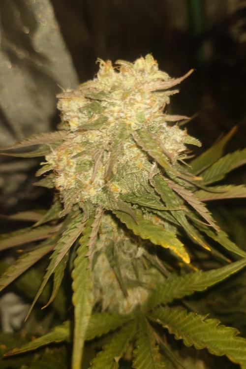 Sticky fruits. Week 13