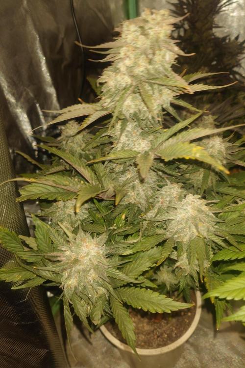 Sticky fruits. Week 13