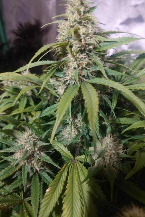 Sticky fruits. Week 13