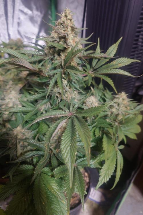 Sticky fruits. Week 13