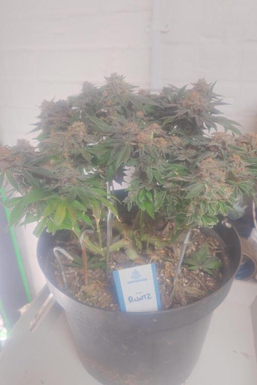 Zamnesia 🙏. Week 19