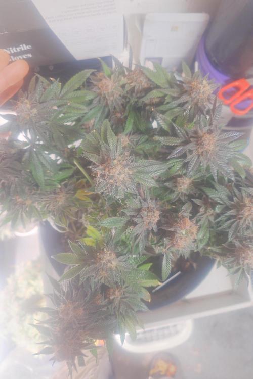 Zamnesia 🙏. Week 19