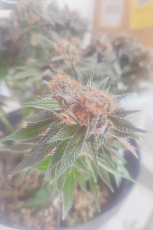 Zamnesia 🙏. Week 19