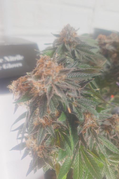 Zamnesia 🙏. Week 19
