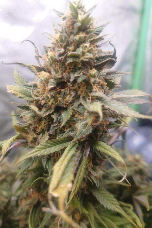 Sticky fruits. Week 14