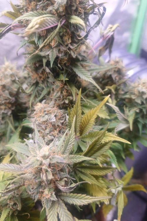 Sticky fruits. Week 14