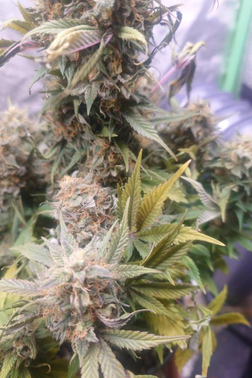 Sticky fruits. Week 14