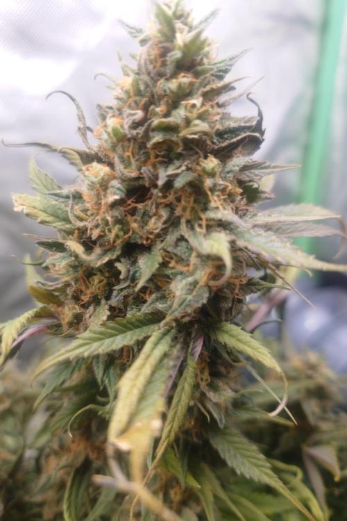 Sticky fruits. Week 14