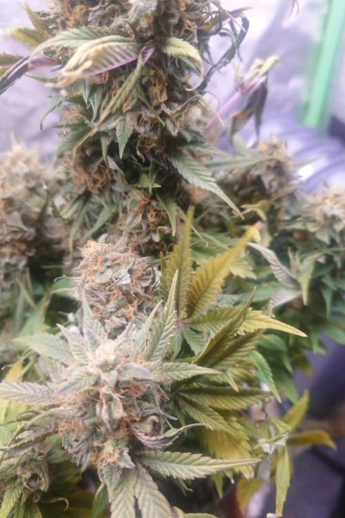 Sticky fruits. Week 14