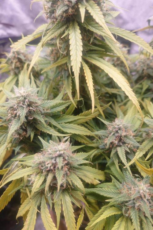 Sticky fruits. Week 14