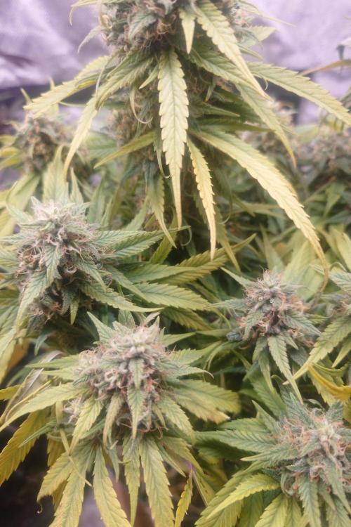 Sticky fruits. Week 14