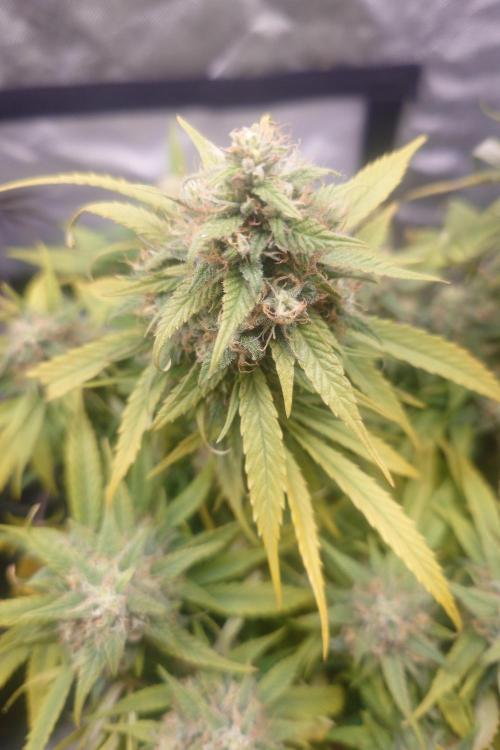 Sticky fruits. Week 14