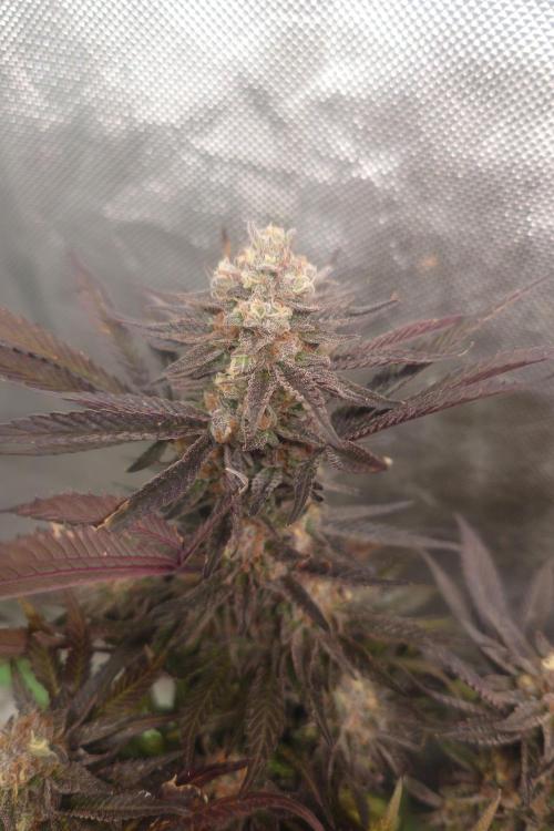 Zamnesia 🙏. Week 20