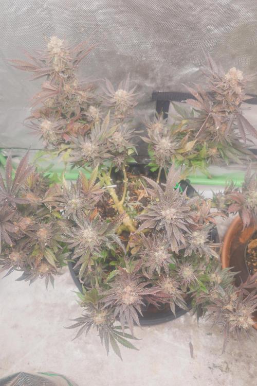 Zamnesia 🙏. Week 20