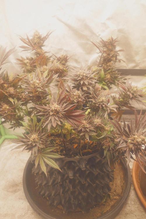 Zamnesia 🙏. Week 20