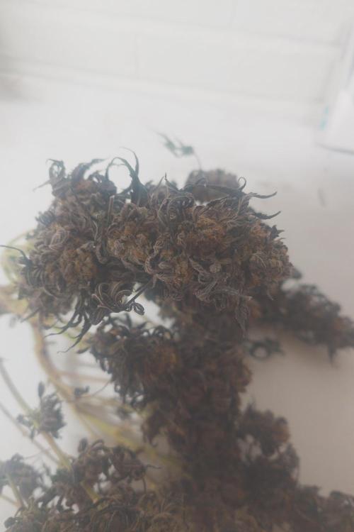 Zamnesia 🙏. Week 21