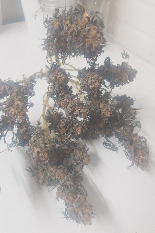 Sticky fruits. Week 15