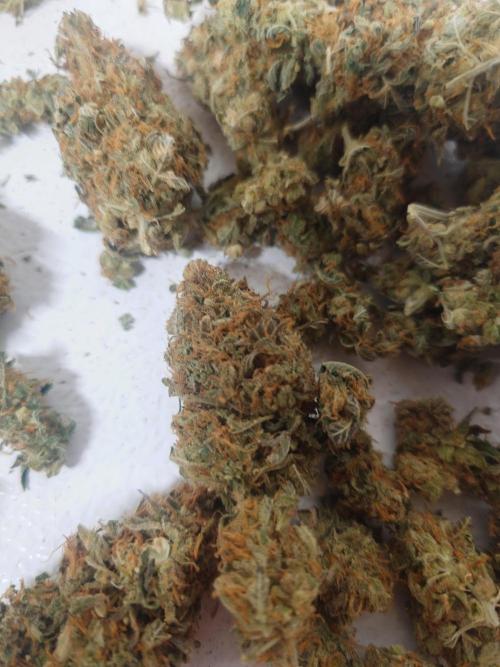 Sticky fruits. Week 15