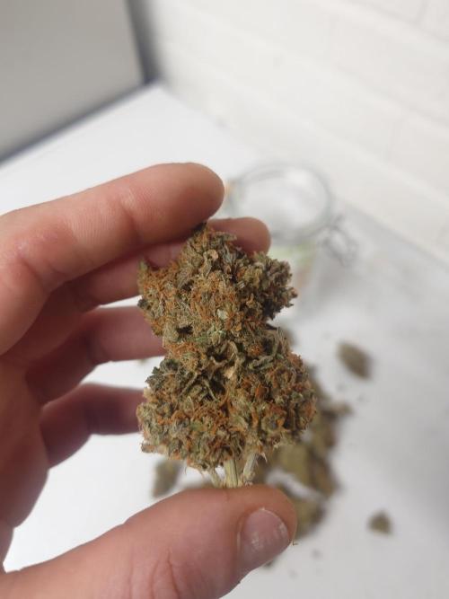 Sticky fruits. Week 15