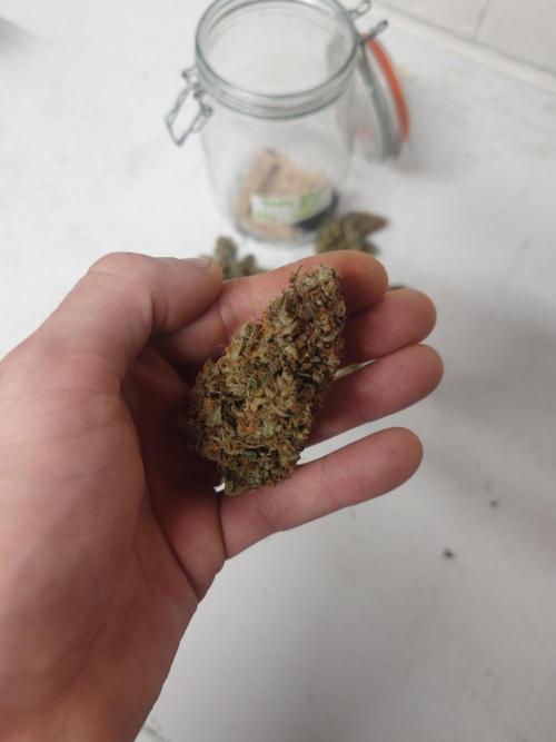 Sticky fruits. Week 15