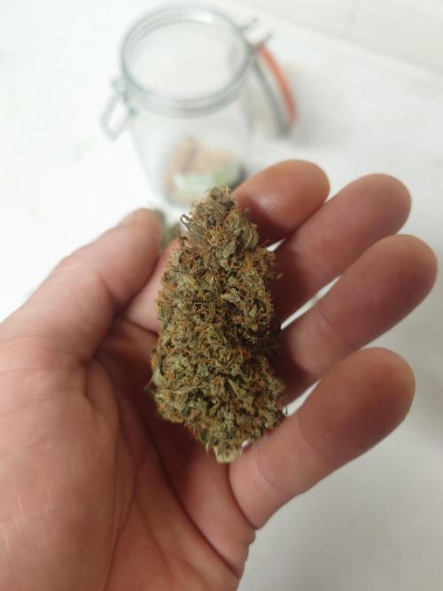 Sticky fruits. Week 15