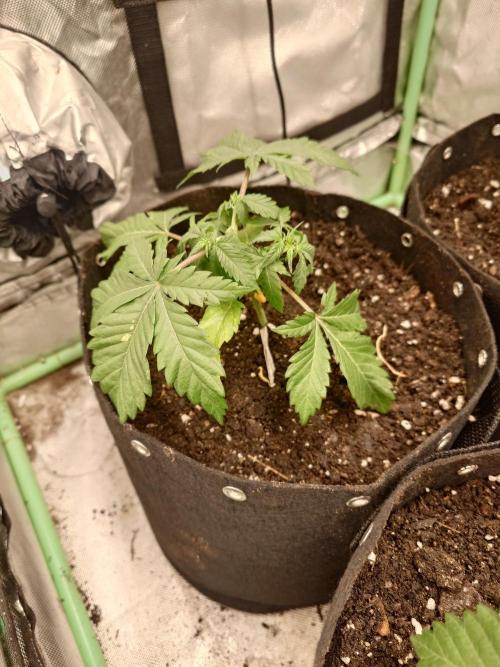 Gaseous green. Week 0