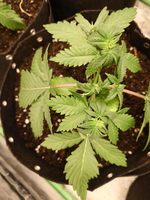 Gaseous green. Week 0