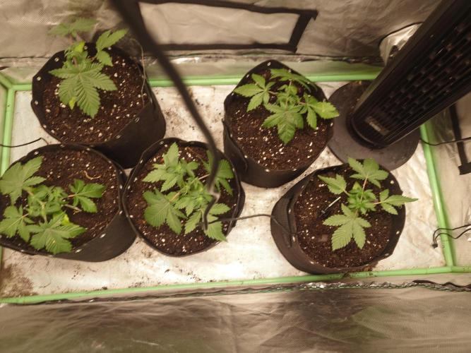 Gaseous green. Week 3