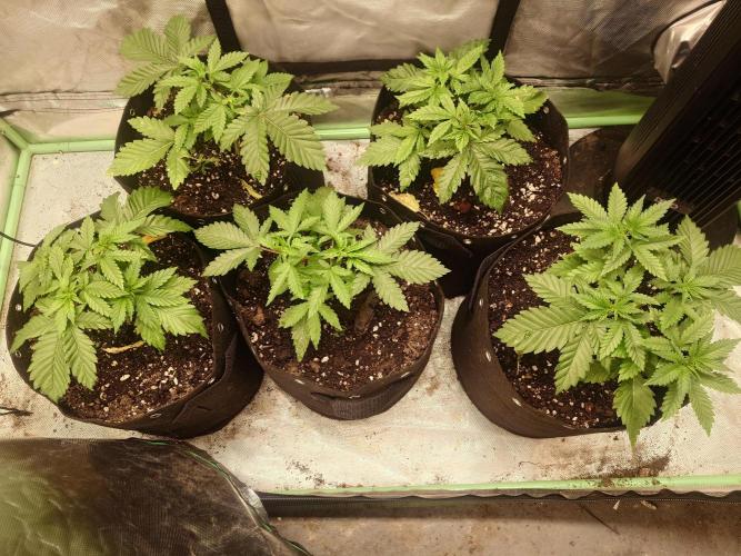 Gaseous green. Week 4