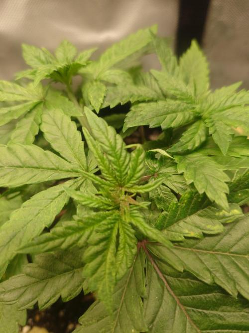 Gaseous green. Week 4 - This one's got some people coming through, only on the one though