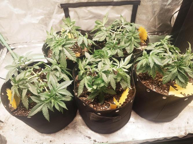 Gaseous green. Week 5