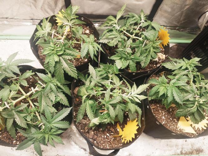 Gaseous green. Week 5